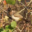 Bulbul du Cap