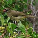 Bulbul importun