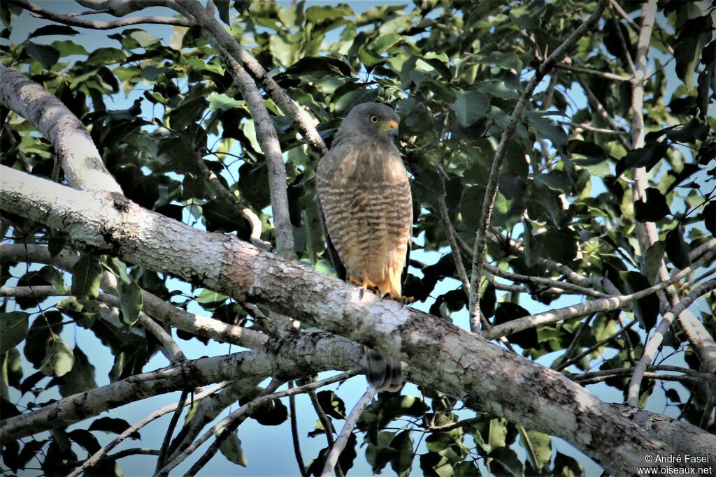 Roadside Hawk