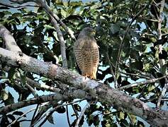 Roadside Hawk