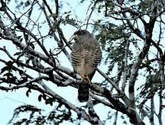 Roadside Hawk