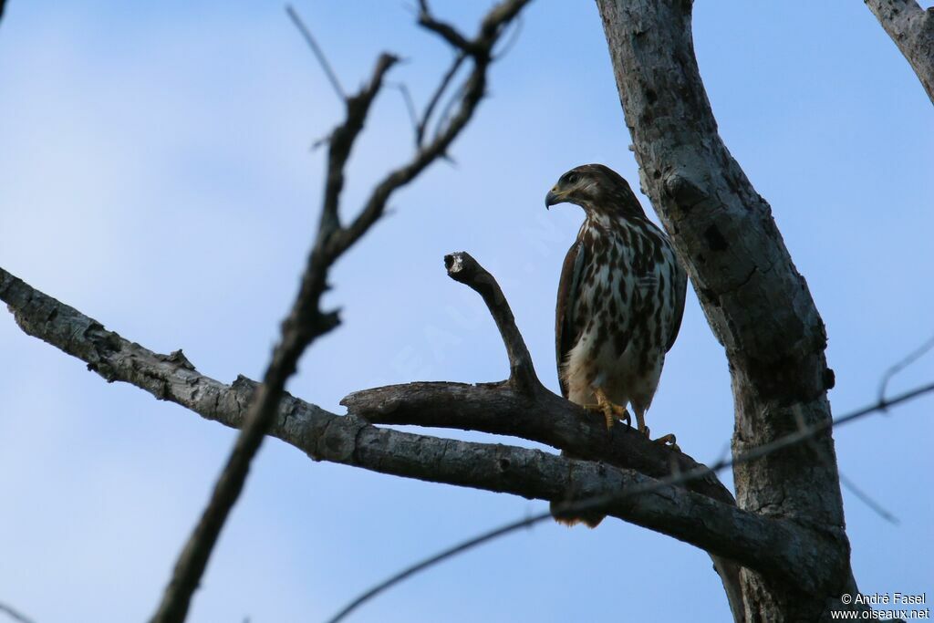 Grey Hawk