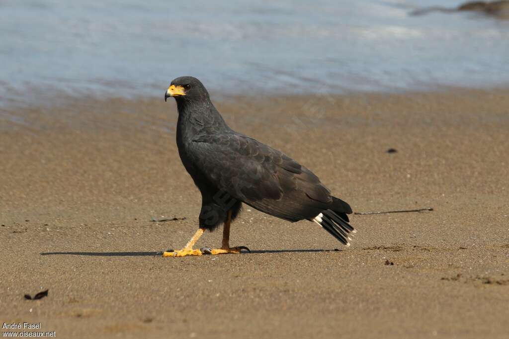 Common Black Hawkadult, identification