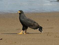 Common Black Hawk