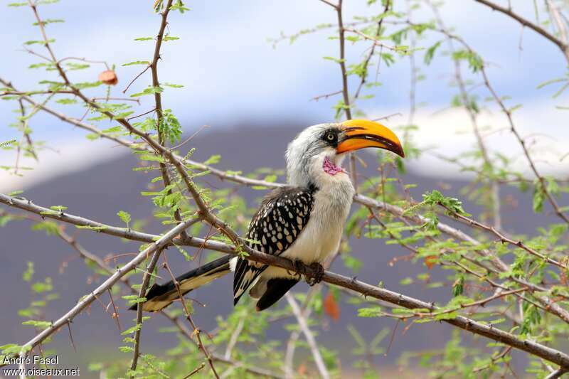 Eastern Yellow-billed Hornbill male adult breeding, identification