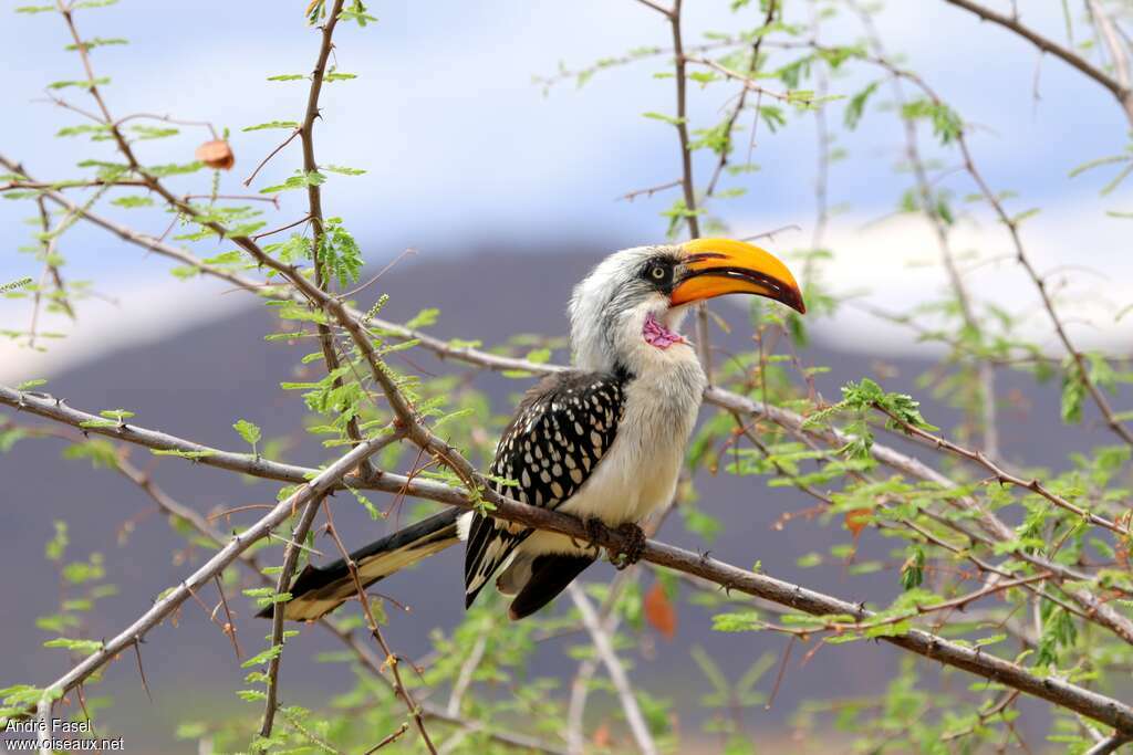 Eastern Yellow-billed Hornbill male adult breeding, identification