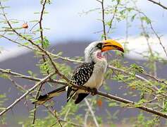 Eastern Yellow-billed Hornbill