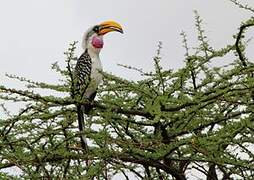 Eastern Yellow-billed Hornbill