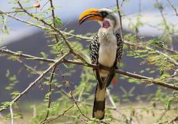 Eastern Yellow-billed Hornbill