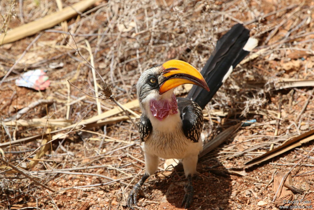 Eastern Yellow-billed Hornbill