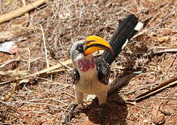 Eastern Yellow-billed Hornbill