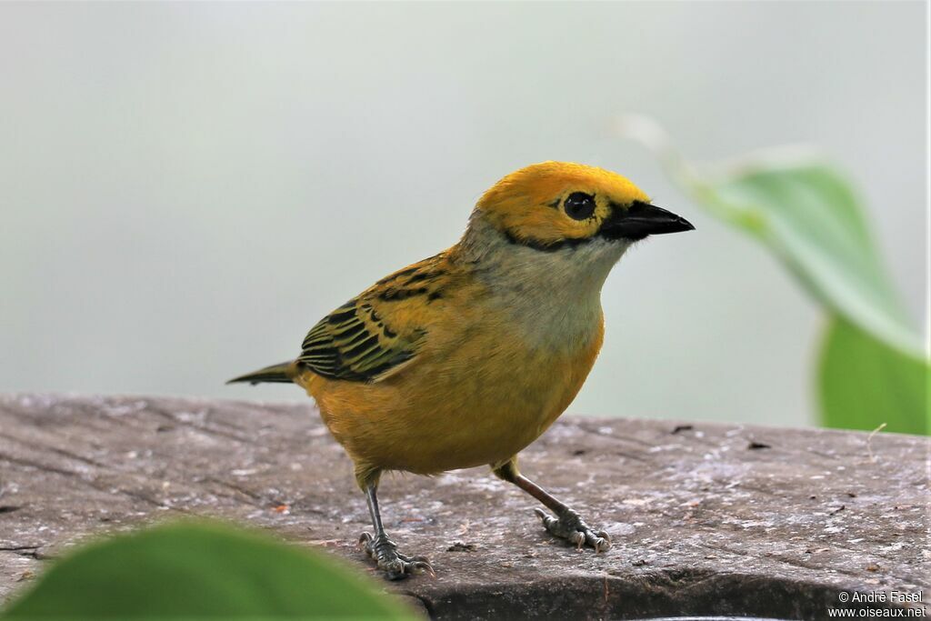 Silver-throated Tanager