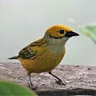 Calliste safran