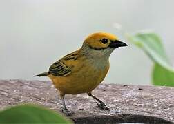 Silver-throated Tanager