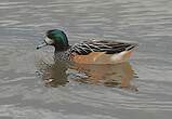 Canard de Chiloé