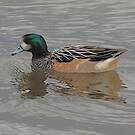 Canard de Chiloé