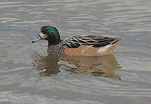 Canard de Chiloé