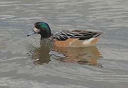 Canard de Chiloé