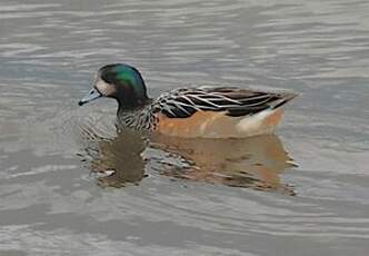 Canard de Chiloé