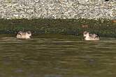 Canard huppé