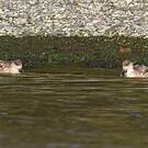 Canard huppé