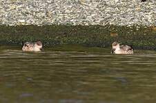 Canard huppé