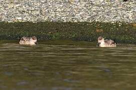 Canard huppé