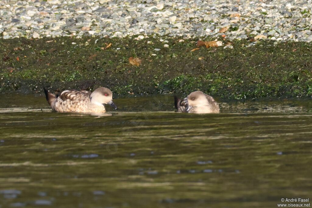 Canard huppé