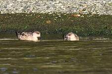 Canard huppé