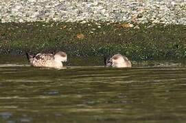 Canard huppé