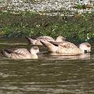 Canard huppé