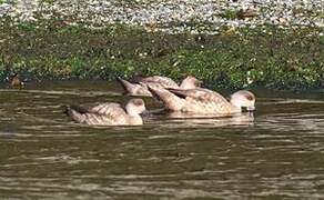 Canard huppé