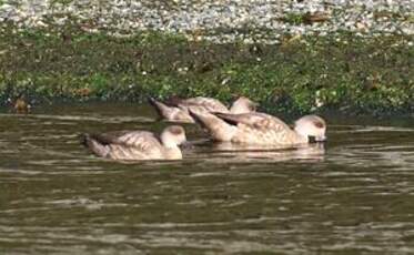 Canard huppé
