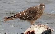 Caracara chimango