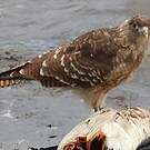 Caracara chimango