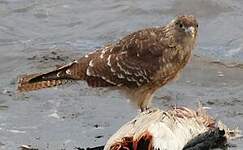 Caracara chimango