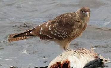 Caracara chimango