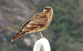Caracara chimango