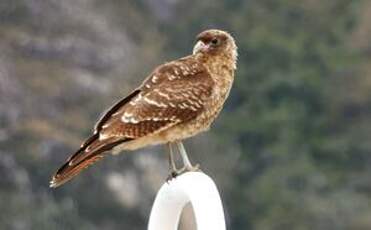 Caracara chimango