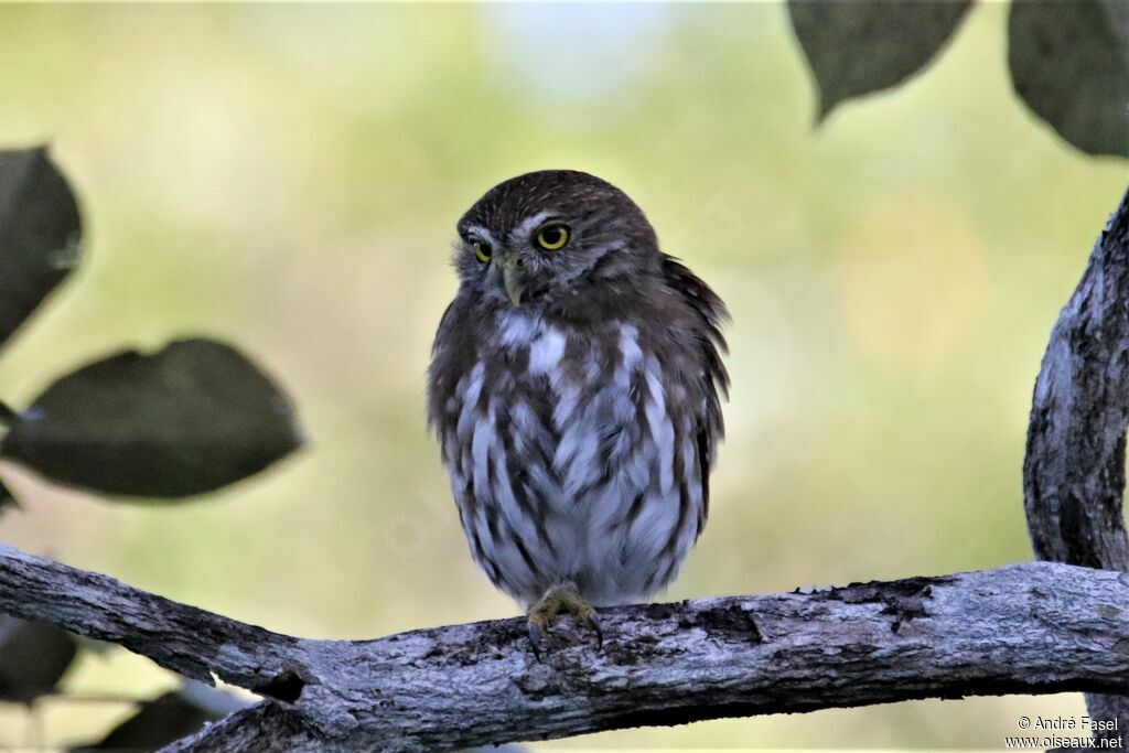 Ferruginous Pygmy Owl