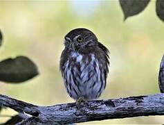 Ferruginous Pygmy Owl