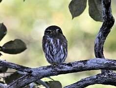 Ferruginous Pygmy Owl