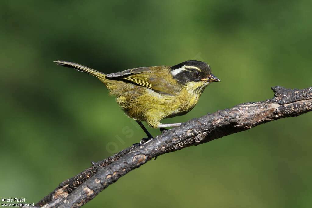 Chlorospin à sourcils brisés adulte, identification