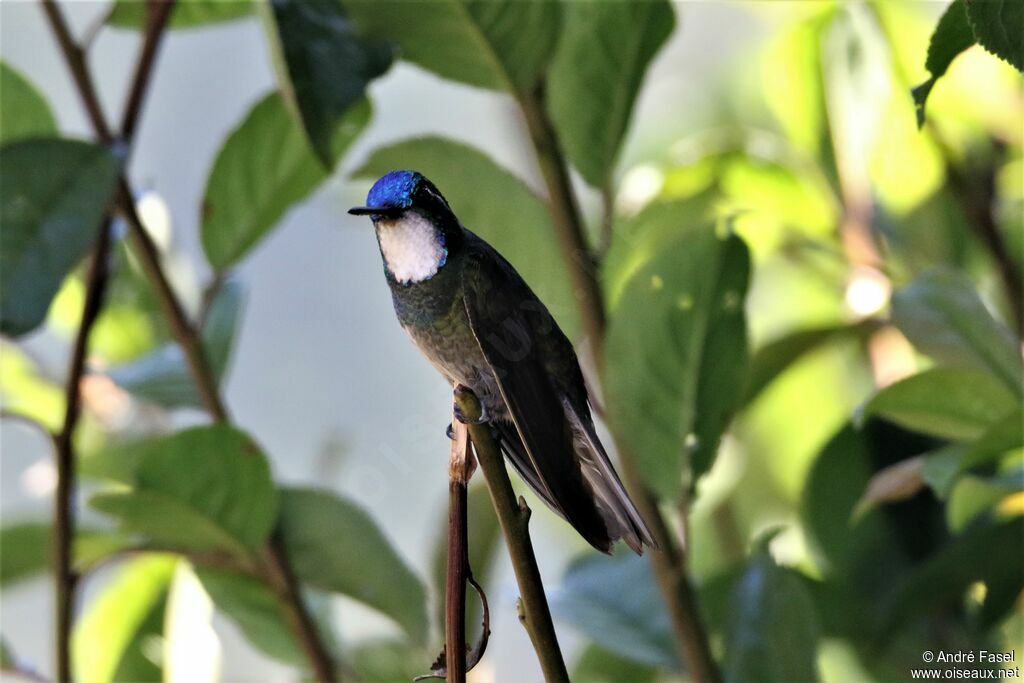 Colibri à queue grise