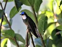 Colibri à queue grise