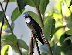 Grey-tailed Mountaingem