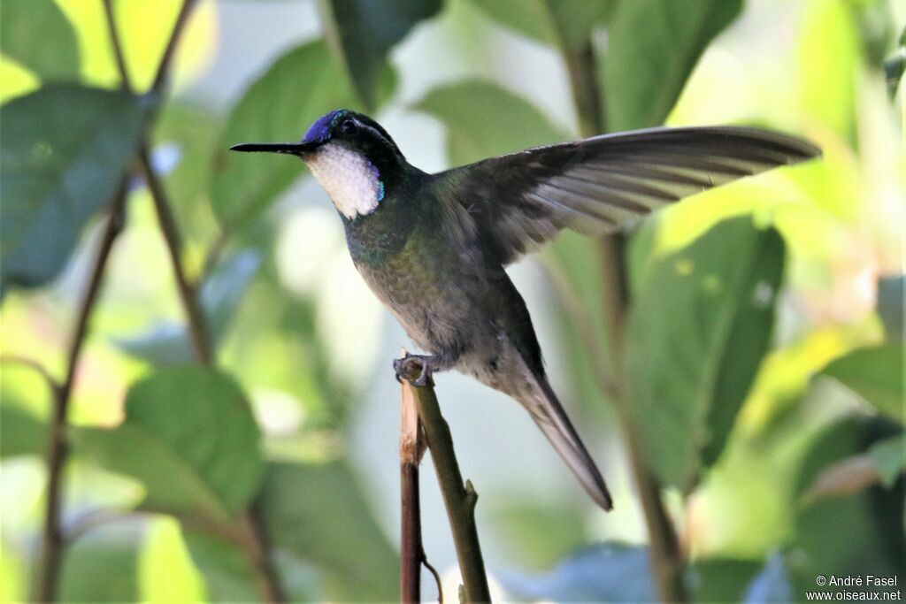 Grey-tailed Mountaingem