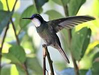 Colibri à queue grise