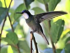 Grey-tailed Mountaingem