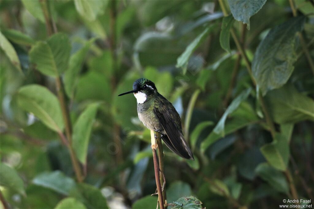 Colibri à queue grise